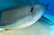 Tiger shark (Galeocerdo cuvier) pushes against the camera's lens. Little Bahama Bank, Bahamas.