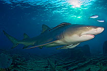 A nine-foot (3m) Lemon shark (Negaprion brevirostris) accompanied by Remora and Jacks, swims over the Sugar Wreck. Little Bahama Bank, Bahamas.