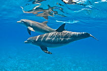 Bottlenose dolphins (Tursiops truncatus) swimming beneath the surface. Sandy Ridge, Little Bahama Bank. Bahamas.