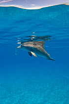 Bottlenose dolphin (Tursiops truncatus) swimming beneath a calm sea surface. Sandy Ridge, Little Bahama Bank. Bahamas.