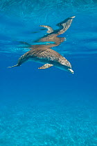 Bottlenose dolphin (Tursiops truncatus) swimming beneath a calm sea with surface reflection, Sandy Ridge, Little Bahama Bank. Bahamas. West Atlantic Ocean.