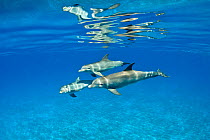 A pod of Bottlenose dolphins (Tursiops truncatus) swimming beneath a calm sea surface. Sandy Ridge, Little Bahama Bank. Bahamas.