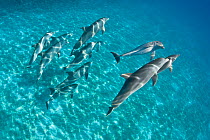 A pod of Bottlenose dolphins (Tursiops truncatus) swimming over a sand bank. Sandy Ridge, Little Bahama Bank. Bahamas.