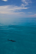 Looking down on an Atlantic spotted dolphin (Stenella frontalis) swimming over Bahama Bank. Sandy Ridge, Little Bahama Bank. Bahamas