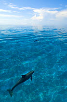 Bottlenose dolphins (Tursiops truncatus) in shallow water over a sand bank. Sandy Ridge, Little Bahama Bank, Bahamas. Tropical West Atlantic