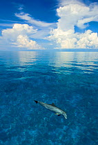 Bottlenose dolphin (Tursiops truncatus) in shallow water over a sand bank. Sandy Ridge, Little Bahama Bank, Bahamas. Tropical West Atlantic