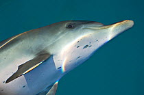 Atlantic spotted dolphin (Stenella frontalis) portrait, swimming at the bow of a boat. Sandy Ridge, Little Bahama Bank, Bahamas