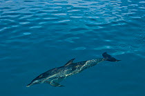 Atlantic spotted dolphin (Stenella frontalis) swimming over Bahama Bank. Sandy Ridge, Little Bahama Bank. Bahamas.