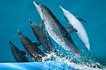 A pod of Atlantic spotted dolphins (Stenella frontalis) riding on the bow wave of a boat. Sandy Ridge, Little Bahama Bank. Bahamas