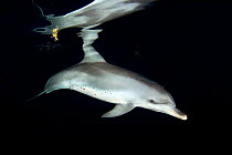 Atlantic spotted dolphin (Stenella frontalis) swimming in the Gulf Stream at night. Taken in the Gulf Stream between Florida, USA and the Bahamas.