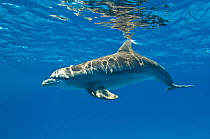 Bottlenose dolphin (Tursiops truncatus) swimming beneath the surface of the sea, Sandy Ridge, Little Bahama Bank. Bahamas.