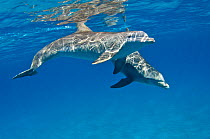 A pair of Bottlenose dolphins (Tursiops truncatus) swimming beneath the surface. Sandy Ridge, Little Bahama Bank. Bahamas.