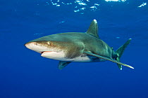 Oceanic whitetip shark (Carcharhinus longimanus) patrols beneath the surface, Cat Island, Bahamas. Atlantic Ocean.