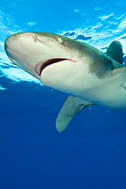 Oceanic whitetip shark (Carcharhinus longimanus) beneath the surface. Cat Island, Bahamas. Atlantic Ocean
