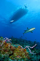 Caribbean reef shark (Carcharhinus perezi) swimming over a coral reef, beneath a snorkeler and boat. Near Grand Bahama, Bahamas. Tropical West Atlantic Ocean.