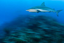 RF- Caribbean reef shark (Carcharhinus perezi) cruises over a coral reef. Near Grand Bahama, Bahamas. Tropical West Atlantic Ocean. (This image may be licensed either as rights managed or royalty free...