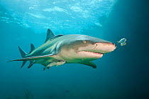 Lemon shark (Negaprion brevirostris) with Remora in shallow water. Little Bahama Bank. Bahamas. Tropical West Atlantic Ocean.