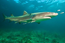 Male Lemon shark (Negaprion brevirostris) in shallow water with Remora and a pair of young Bar jacks (Carangoides ruber). Little Bahama Bank. Bahamas. Tropical West Atlantic Ocean.