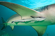 Remora / Sharksucker (Echeneis naucrates) hitches a ride beneath the pectoral fin of a Lemon shark (Negaprion brevirostris). Little Bahama Bank. Bahamas. Tropical West Atlantic Ocean.