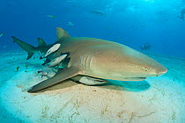 A lemon shark (Negaprion brevirostris) drags its pectoral fin through the sand as it swims accompanied by Remoras / Sharksuckers (Echeneis naucrates). Little Bahama Bank. Bahamas. Tropical West Atlant...
