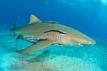 Lemon shark (Negaprion brevirostris) accompanied by Remoras / Sharksuckers (Echeneis naucrates). Little Bahama Bank. Bahamas. Tropical West Atlantic Ocean.
