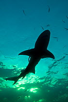 RF- Lemon shark silhouette (Negaprion brevirostris). Little Bahama Bank. Bahamas. Tropical West Atlantic Ocean. (This image may be licensed either as rights managed or royalty free.)