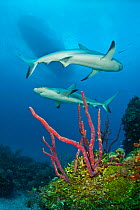 A pair of Caribbean reef sharks (Carcharhinus perezi) swim over coral reef, underneath the silhouette of a boat, Grand Bahama Island, Bahamas. Tropical West Atlantic Ocean.