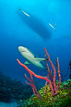 Caribbean reef shark (Carcharhinus perezi) swims over coral reef, underneath the silhouette of a boat, Grand Bahama Island, Bahamas. Tropical West Atlantic Ocean.