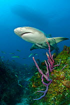 Lemon shark (Negaprion brevirostris) accompanied by Remoras (Echeneis naucrates) cruises over sponges on a coral reef. Grand Bahama. Bahamas. Tropical West Atlantic Ocean.