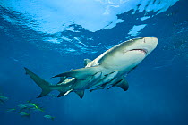 RF- Lemon shark (Negaprion brevirostris) accompanied by Remoras (Echeneis naucrates) swimming close to surface. Grand Bahama Island. Bahamas. Tropical West Atlantic Ocean. (This image may be licensed...