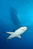 Caribbean reef shark (Carcharhinus perezi) swims under a boat. Grand Bahama Island, Bahamas. Tropical West Atlantic Ocean.