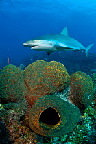 Caribbean reef shark (Carcharhinus perezi) swims over large sponges on a coral reef. Grand Bahama Island, Bahamas. Tropical West Atlantic Ocean.