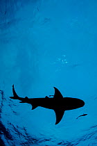 Lemon shark (Negaprion brevirostris) silhouette against surface, Little Bahama Bank. Bahamas. Tropical West Atlantic Ocean.