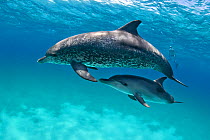 A pair of Atlantic spotted dolphins (Stenella frontalis) over a shallow sand bank. The dolphin below is a juvenile and does not have the characteristic spots of the adults. Sandy Ridge, Little Bahama...