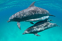 A pod of Atlantic spotted dolphins (Stenella frontalis) swim together over a shallow sand bank. Sandy Ridge, Little Bahama Bank, Bahamas. Tropical West Atlantic Ocean.