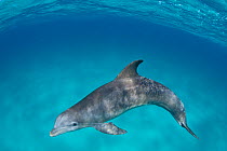 Bottlenose dolphin (Tursiops truncatus) swims beneath the surface over a shallow ridge. Sandy Ridge, Little Bahama Bank, Bahamas. Tropical West Atlantic Ocean.