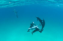 A pod of male Bottlenose dolphins (Tursiops truncatus) rape a female Atlantic spotted dolphin (Stenella frontalis). Sandy Ridge, Little Bahama Bank. Bahamas.