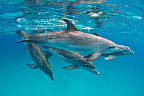Pod of Atlantic spotted dolphins (Stenella frontalis) over a shallow sand bank accompanied by a larger Bottlenosed dolphin (Tursiops truncatus), whose beak is furthest on the right. Sandy Ridge, Littl...