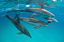Pod of Atlantic spotted dolphins (Stenella frontalis) accompanied by a young male Bottlenose dolphin (Tursiops truncatus) with penis extended, over sand bank. Sandy Ridge, Little Bahama Bank, Bahamas....