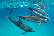 RF- Pod of Atlantic spotted dolphins (Stenella frontalis) over shallow sand bank accompanied by larger Bottlenosed dolphin (Tursiops truncatus). Sandy Ridge, Little Bahama Bank, Bahamas. Tropical West...