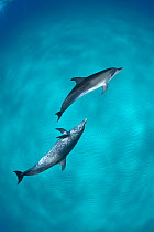 A pair of Atlantic spotted dolphins (Stenella frontalis) over a shallow sand bank. The juvenile above does not have the characteristic spots of the adults. Sandy Ridge, Little Bahama Bank, Bahamas. Tr...