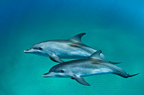 A pair of young Atlantic spotted dolphins (Stenella frontalis) over a shallow sand bank. Young Atlantic spotted dolphins do not have the characteristic spots of the adults. Sandy Ridge, Little Bahama...