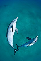 A pair of Atlantic spotted dolphins (Stenella frontalis) swim over a sand bank. Note there is another pair of dolphins in the background. Sandy Ridge, Little Bahama Bank. Bahamas. Tropical West Atlant...