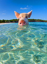 A domestic pig (Sus scrofa domestica) swimming in the sea. Exuma Cays, Bahamas. Tropical West Atlantic Ocean. This family of pigs live on this beach in the Bahamas and enjoy swimming in the sea.