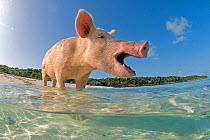 Domestic pig (Sus scrofa domestica) paddling in the sea. Exuma Cays, Bahamas. Tropical West Atlantic Ocean. This family of pigs live on this beach in the Bahamas and enjoy swimming in the sea. Not ava...