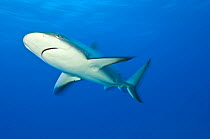 Caribbean reef shark (Carcharhinus perezi) swimming fast in open water. Grand Bahama, Bahamas. Tropical West Atlantic Ocean.