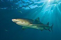 Lemon shark (Negaprion brevirostris) under sun rays. Little Bahama Bank, Bahamas. West Atlantic Ocean.