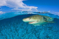 Lemon shark (Negaprion brevirostris) in shallow water at the surface, split level. Little Bahama Bank, Bahamas. West Atlantic Ocean.