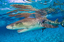 Lemon shark (Negaprion brevirostris) in shallow water with reflection at the surface. Little Bahama Bank, Bahamas.