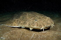 Angelshark (Squatina squatina) camouflaged on the seabed at night. Gran Canaria, Canary Islands, Atlantic ocean. East Atlantic Ocean. The specks above the Angelshark are a swarm of mysiid shrimps.